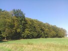 Sprzedam LAS dębowo-grabowy woj. lubelskie - 2