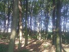Sprzedam LAS dębowo-grabowy woj. lubelskie - 3