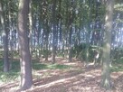 Sprzedam LAS dębowo-grabowy woj. lubelskie - 4