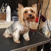 Groomer- strzyzenie psów - 11