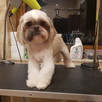 Groomer- strzyzenie psów - 5