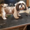 Groomer- strzyzenie psów - 6