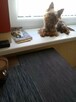 Czekoladowy Yorkshire terrier krycie zarejestrowana hodowla - 2