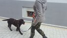 Szkolenia psów, pomoc behawioralna, Hotel - 5