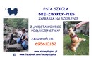 Trener psów Kluczbork, Szkolenia psówKluczbork, Behawiorysta - 1