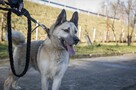 Wesoły, aktywny, kontaktowy duży pies Kojot ADOPCJA - 4