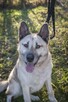Wesoły, aktywny, kontaktowy duży pies Kojot ADOPCJA - 3
