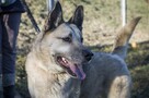 Wesoły, aktywny, kontaktowy duży pies Kojot ADOPCJA - 2