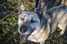 Wesoły, aktywny, kontaktowy duży pies Kojot ADOPCJA - 1