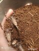 Skorpion Heterometrus petersii l1-l2 - 6