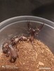 Skorpion Heterometrus petersii l1-l2 - 3