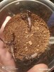 Skorpion Heterometrus petersii l1-l2 - 4
