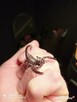 Skorpion Heterometrus petersii l1-l2 - 2