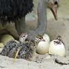 Dostępne są jaja papugi i jaja strusie - 3