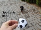Jamnik ON apotruje , gen czekoladowy- krycie reproduktor - 1