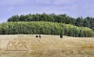 Działka siedliskowa Miechęcino gm. Dygowo, Miechęcino - 9