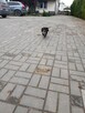 Jamnik ON apotruje , gen czekoladowy- krycie reproduktor - 3