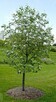 Drzewa Liściaste ozdobne klony lipy brzozy jarzębiny Palmety - 7