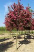 Drzewa Liściaste ozdobne klony lipy brzozy jarzębiny Palmety - 13