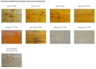 Ciranova DECKING OIL olej tarasowy pine - 9