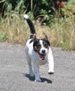 Jack Russell Terrier REPRODUKTOR - 6
