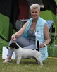 Jack Russell Terrier REPRODUKTOR - 4