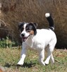Jack Russell Terrier REPRODUKTOR - 5