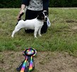 Jack Russell Terrier REPRODUKTOR - 3