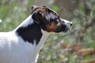 Jack Russell Terrier REPRODUKTOR - 2