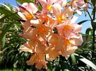 Sadzonki oleander o pełnych pachnących kwiatach - 6