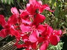 Sadzonki oleander o pełnych pachnących kwiatach - 9