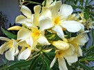 Sadzonki oleander o pełnych pachnących kwiatach - 10