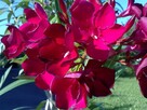 Sadzonki oleander o pełnych pachnących kwiatach - 5