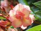 Sadzonki oleander o pełnych pachnących kwiatach - 13