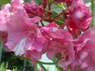 Sadzonki oleander o pełnych pachnących kwiatach - 7