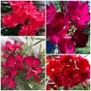 Sadzonki oleander o pełnych pachnących kwiatach - 3