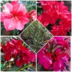 Sadzonki oleander o pełnych pachnących kwiatach - 4