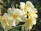 Sadzonki oleander o pełnych pachnących kwiatach - 14