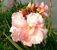 Sadzonki oleander o pełnych pachnących kwiatach - 12