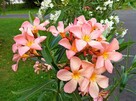 Sadzonki oleander o pełnych pachnących kwiatach - 8