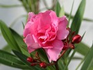 Sadzonki oleander o pełnych pachnących kwiatach - 11