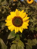 Słonecznik ozdobny (helianthus annuus) mix 1kg - 2