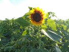 Słonecznik ozdobny (helianthus annuus) mix 1kg - 9