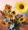 Słonecznik ozdobny (helianthus annuus) mix 1kg - 10