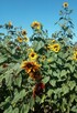 Słonecznik ozdobny (helianthus annuus) mix 1kg - 1