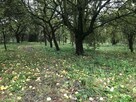 Drzewka Jabłoń Złota Reneta, Królowa Renet, stare odmiany - 2