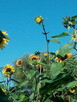 Słonecznik ozdobny (helianthus annuus) mix 1kg - 7