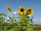 Słonecznik ozdobny (helianthus annuus) mix 1kg - 11