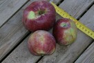 Drzewka Jabłoń Malinowa Oberlandzka/Malinówka, stare odmiany - 3