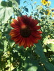 Słonecznik ozdobny (helianthus annuus) mix 1kg - 3